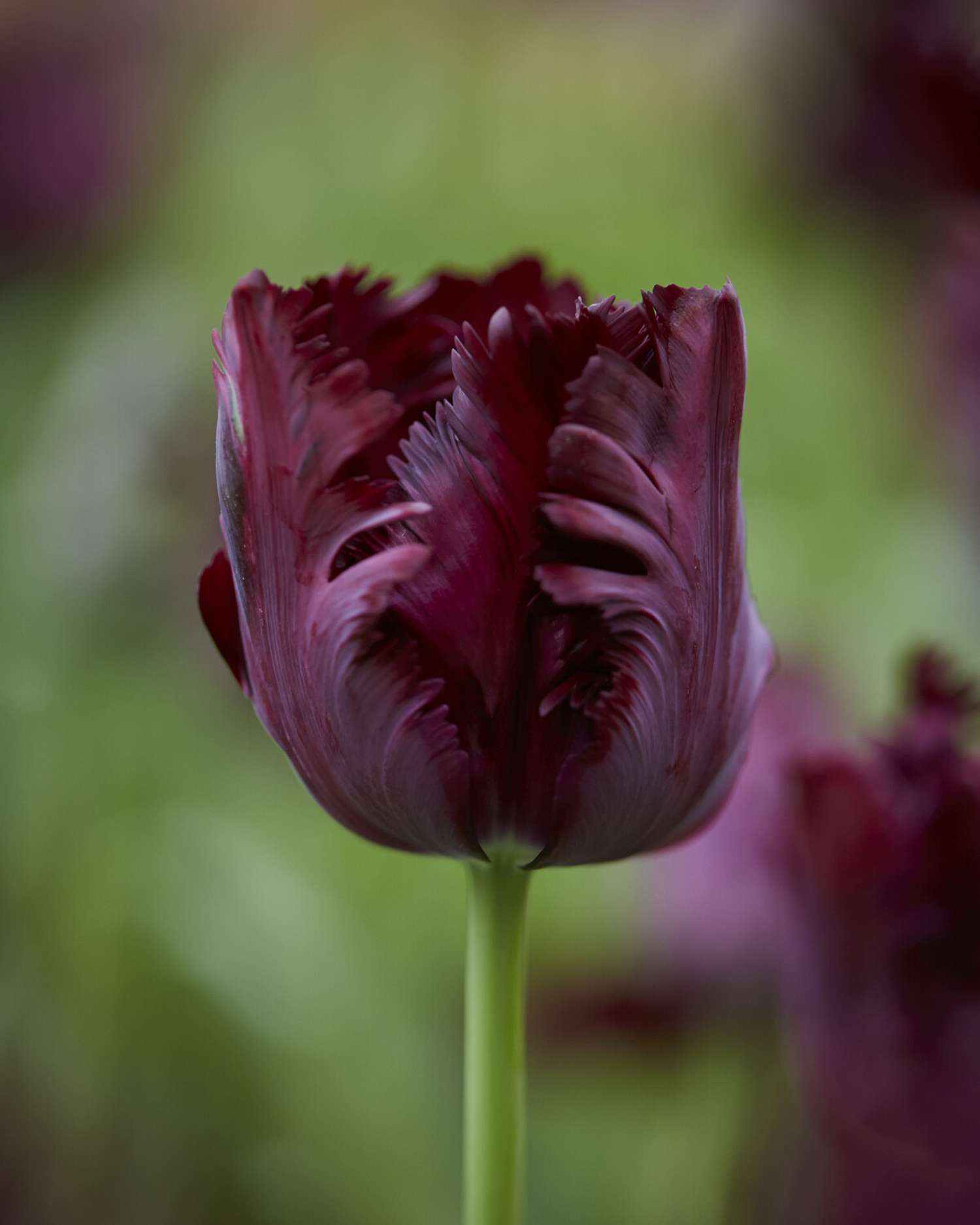 Tulipe 'Black Parrot'